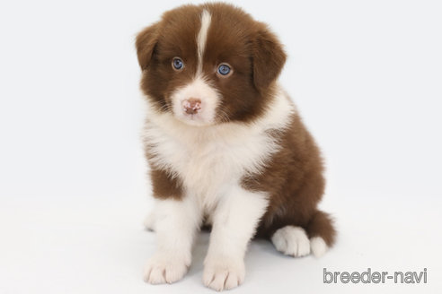 成約済の神奈川県のボーダーコリー-335189の1枚目